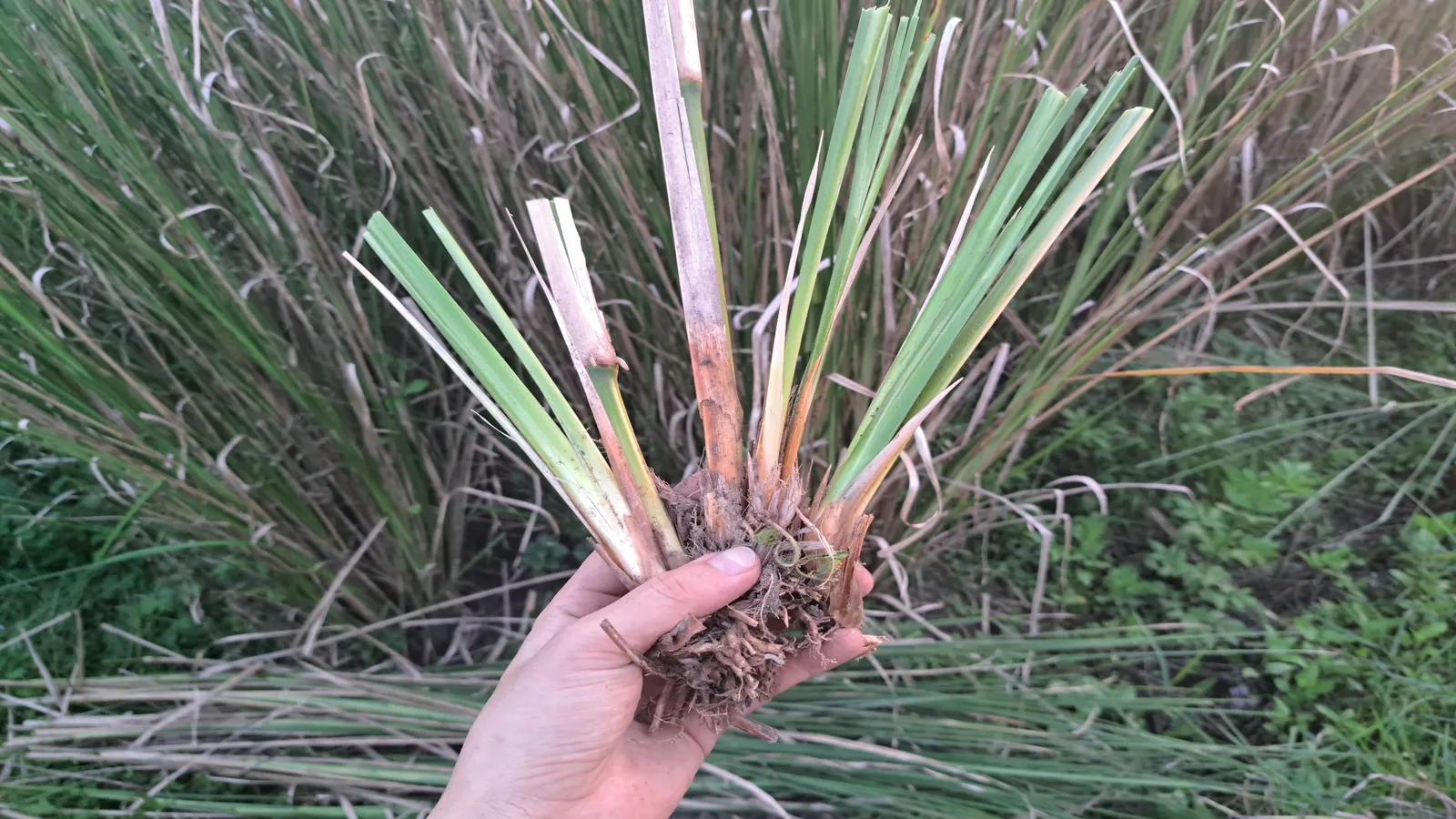 Tách hom giống rễ trần, bước đầu trong kỹ thuật trồng cỏ Vetiver, bàn tay giơ bó hom đã cắt tỉa còn chùm rễ