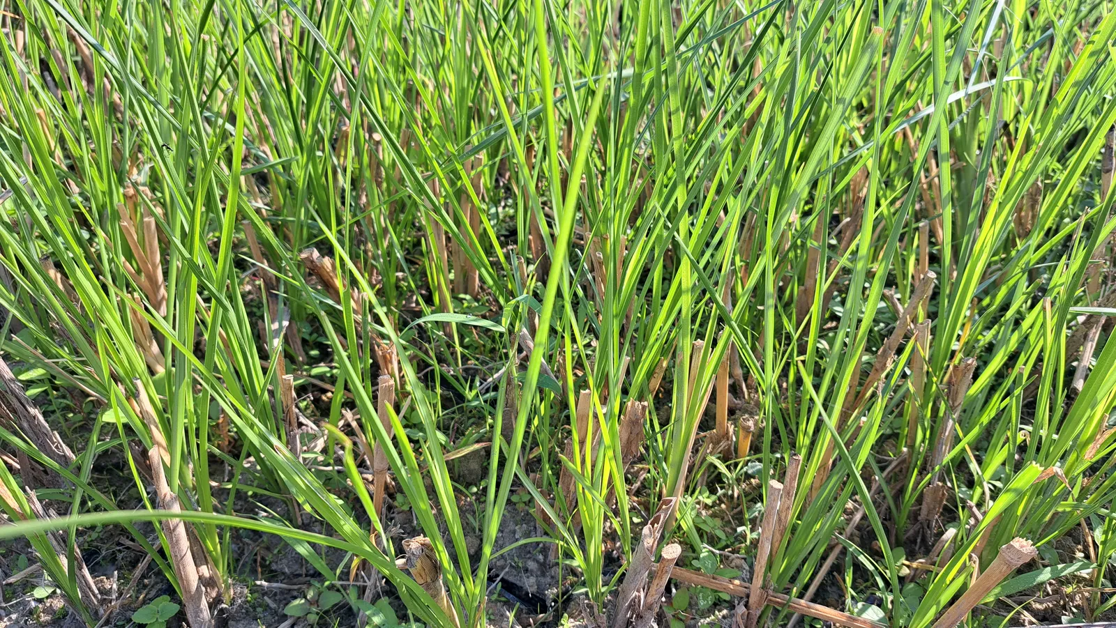Lá cỏ Vetiver non xanh mọc tái sinh giữa các gốc đã cắt sau đợt thu cắt