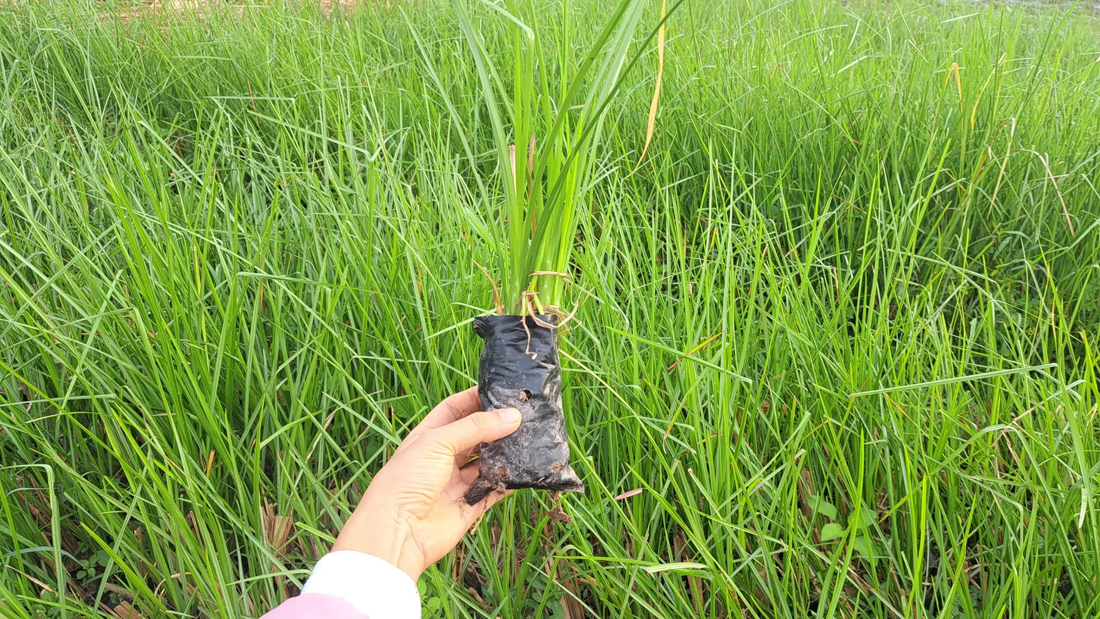 Bàn tay nâng bầu cây giống cỏ Vetiver nilon đen với chồi lá xanh vươn thẳng, hậu cảnh ruộng Vetiver xanh mướt