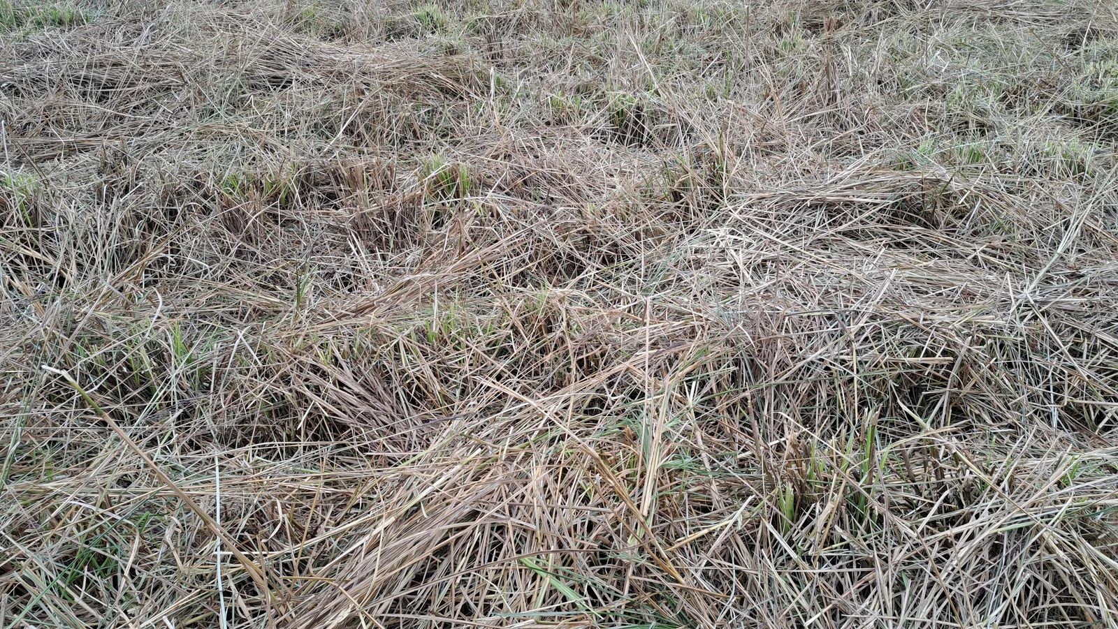 Lớp lá cỏ đã cắt phủ kín mặt ruộng với vài chồi xanh nhú lên, một cách trả dinh dưỡng về đất