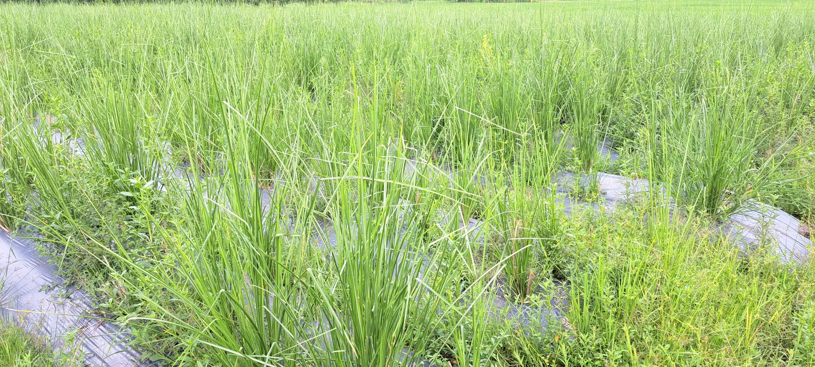 Ruộng cỏ Vetiver non trồng trên luống màng phủ bị cỏ dại mọc xen dày