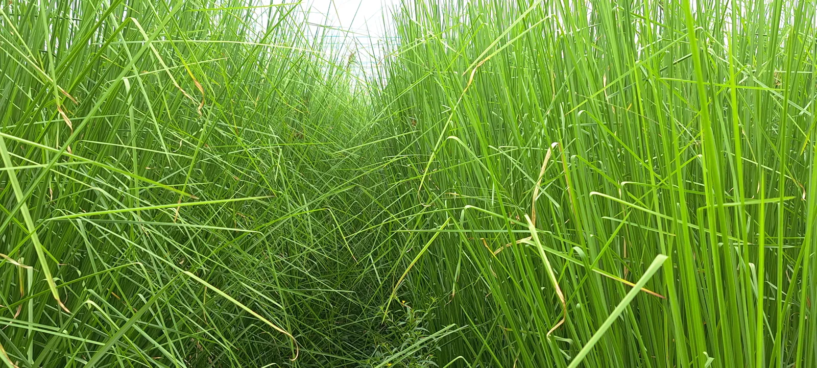 Lối đi hẹp giữa hai hàng cỏ Vetiver cao quá đầu người, lá đan chéo kín phía trên