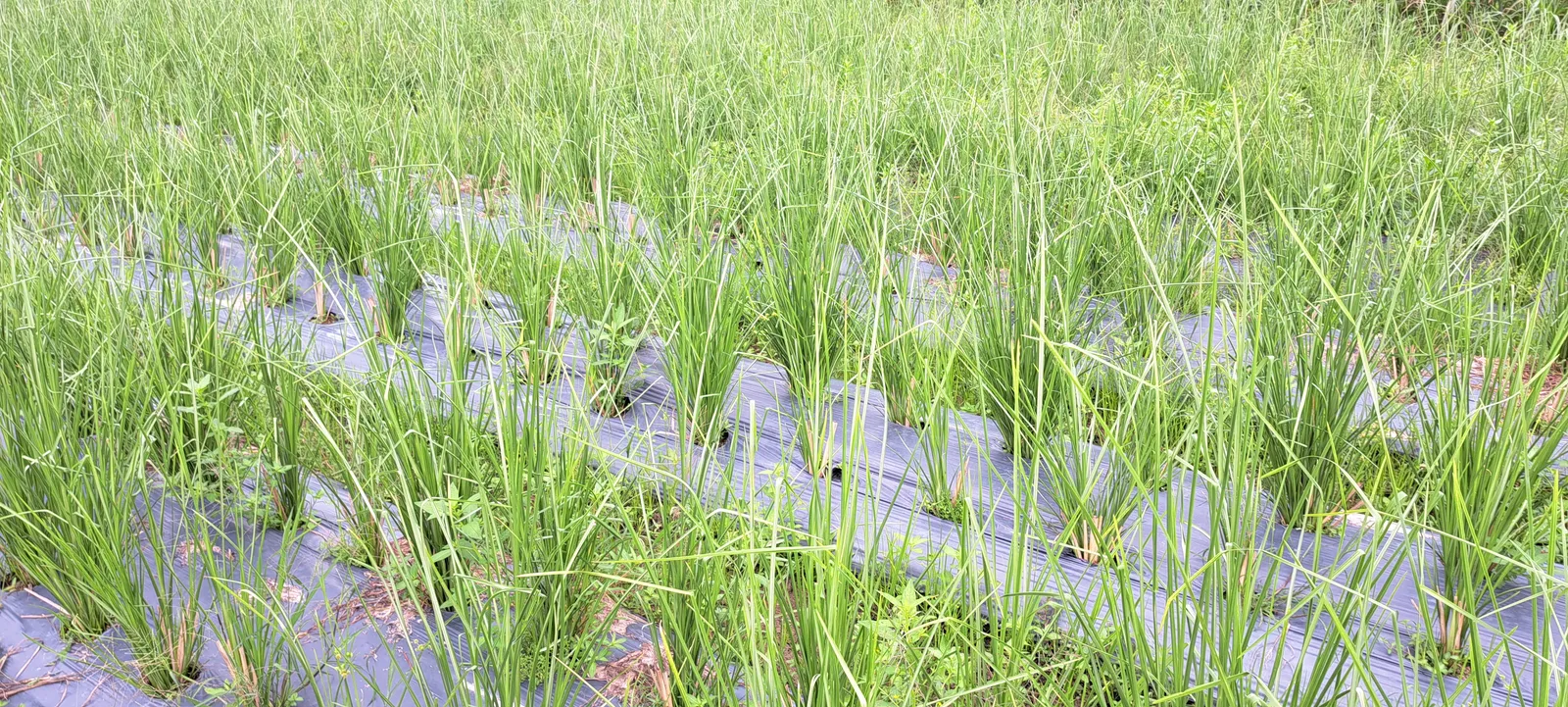Mật độ trong kỹ thuật trồng cỏ Vetiver, các khóm non xếp hàng đều trên luống màng phủ có rơm rạ