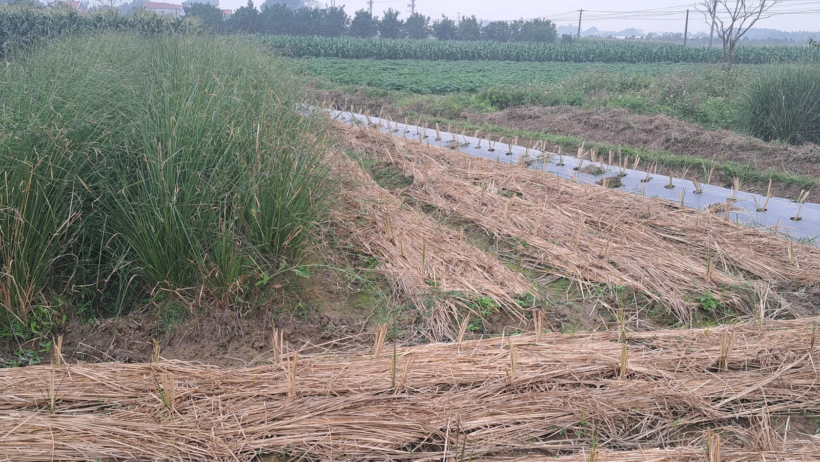 Cỏ Vetiver trong nông nghiệp: bốn việc làm được và ba giới hạn