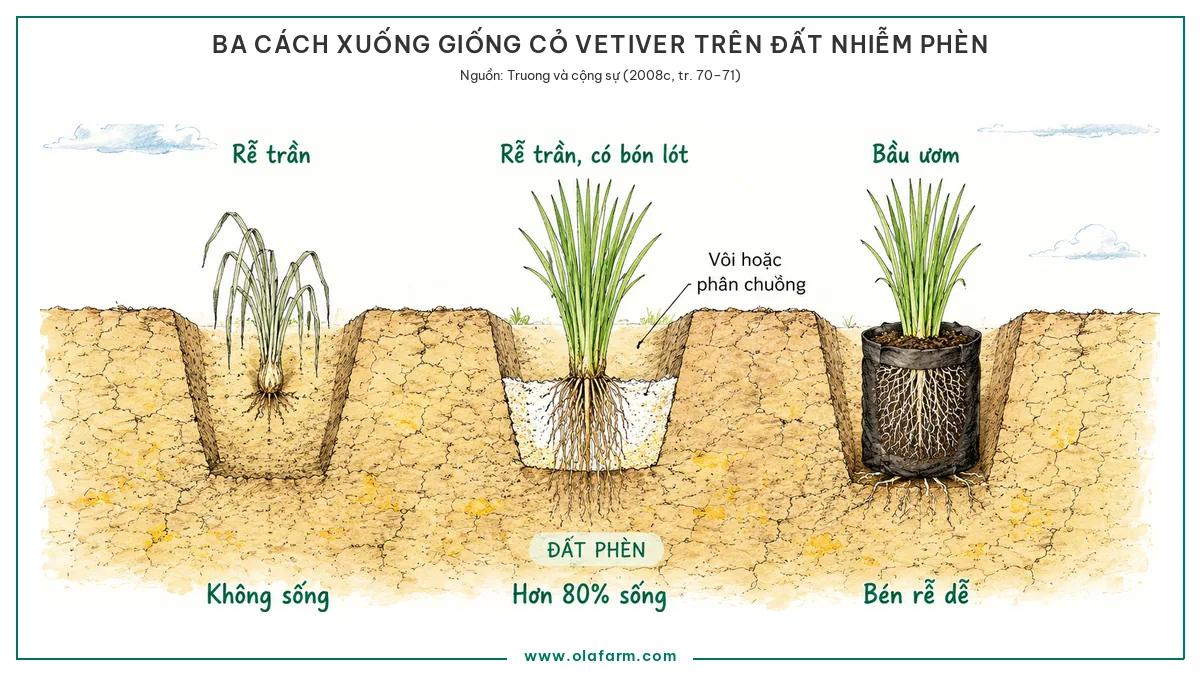 Mặt cắt ba rãnh trồng cỏ Vetiver trên cùng một nền đất nhiễm phèn: rãnh rễ trần không bón lót thì cây héo rũ, rãnh rễ trần có lớp vôi hoặc phân chuồng thì hơn 80% sống, rãnh bầu ươm thì bén rễ dễ