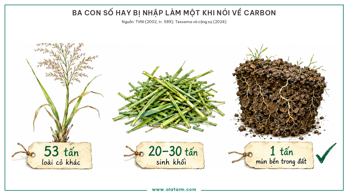 Ba mẫu vật vẽ tay đặt cạnh nhau, một loài cỏ khác gắn thẻ 53 tấn, một đống sinh khối vừa cắt gắn thẻ 20–30 tấn, và một cục đất giàu mùn gắn thẻ 1 tấn có dấu tích xanh
