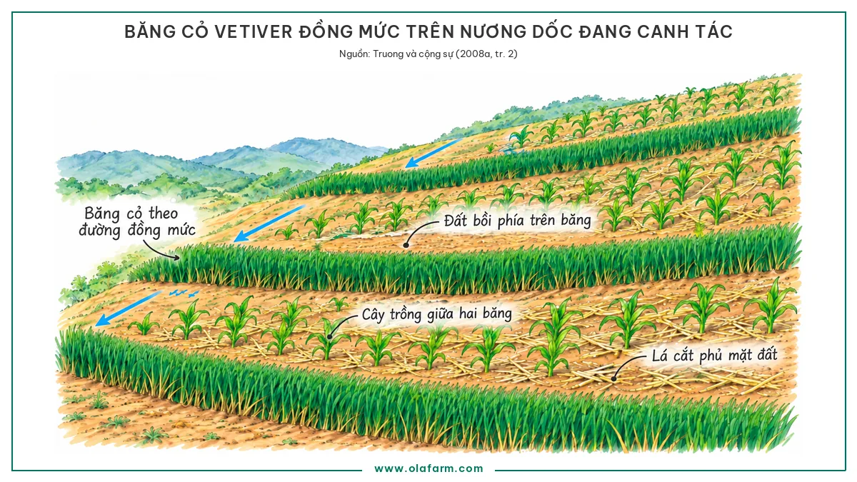Chống xói mòn đất nông nghiệp trên đất dốc: ba lớp việc cần làm