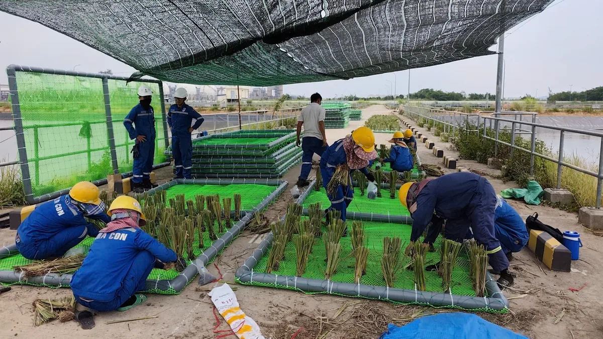 Nhóm công nhân đội mũ bảo hộ cấy từng cụm giống cỏ Vetiver cắt ngắn vào bè nổi khung ống nhựa lót lưới xanh, dưới mái lưới che nắng dựng cạnh hồ xử lý nước thải