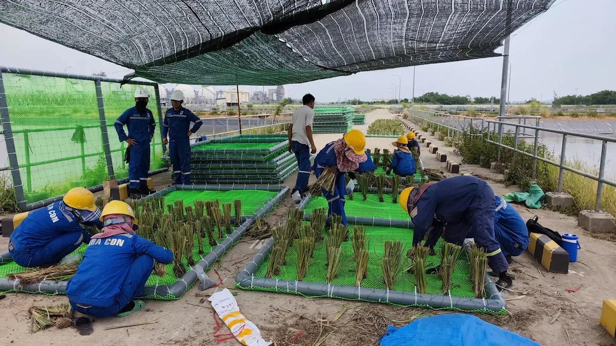 Công nhân cấy hom cỏ Vetiver lên các bè nổi dưới lưới che nắng, nhà máy và hồ nước thải phía xa