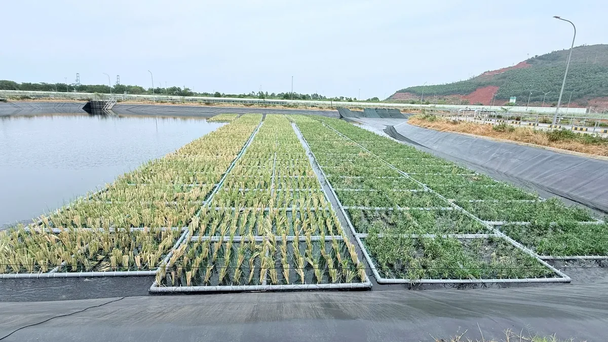 Cỏ Vetiver xử lý môi trường: công nghệ xanh làm được gì và không làm được gì