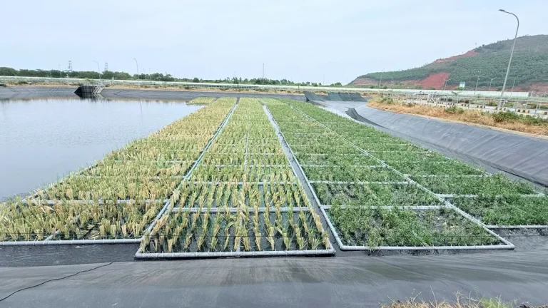 Các luống bè nổi trồng cỏ Vetiver và thuỷ trúc trên hồ xử lý nước thải lót bạt của nhà máy lọc hoá dầu