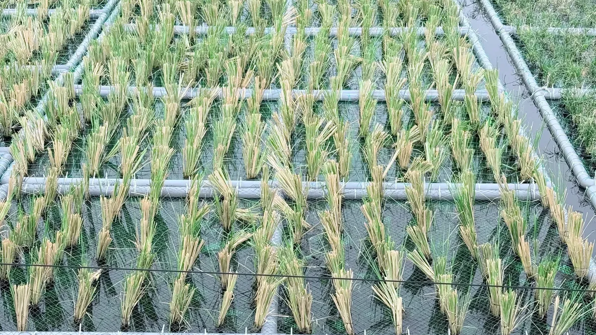 Cận cảnh các khóm cỏ Vetiver cắt ngọn cấy đều trên bè nổi khung ống nhựa phủ lưới trên mặt nước hồ