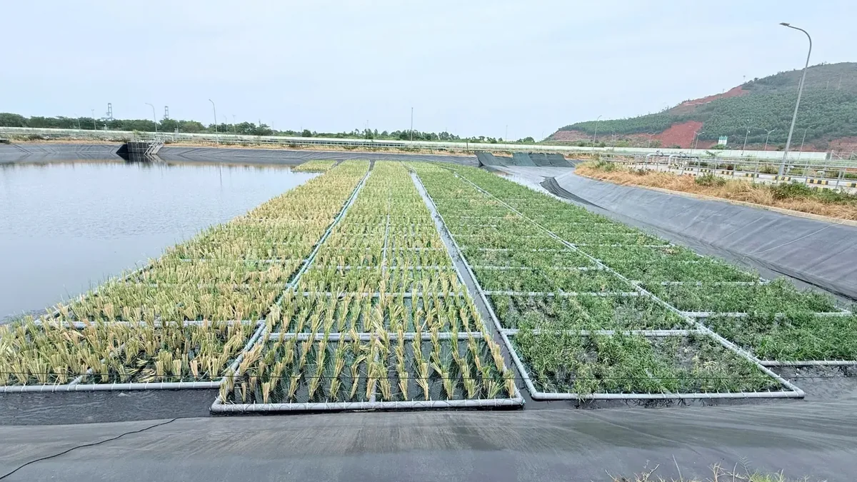 Dải bè cỏ Vetiver dài chạy giữa hồ xử lý nước thải lót bạt đen, đồi cây và sườn đất đỏ phía xa
