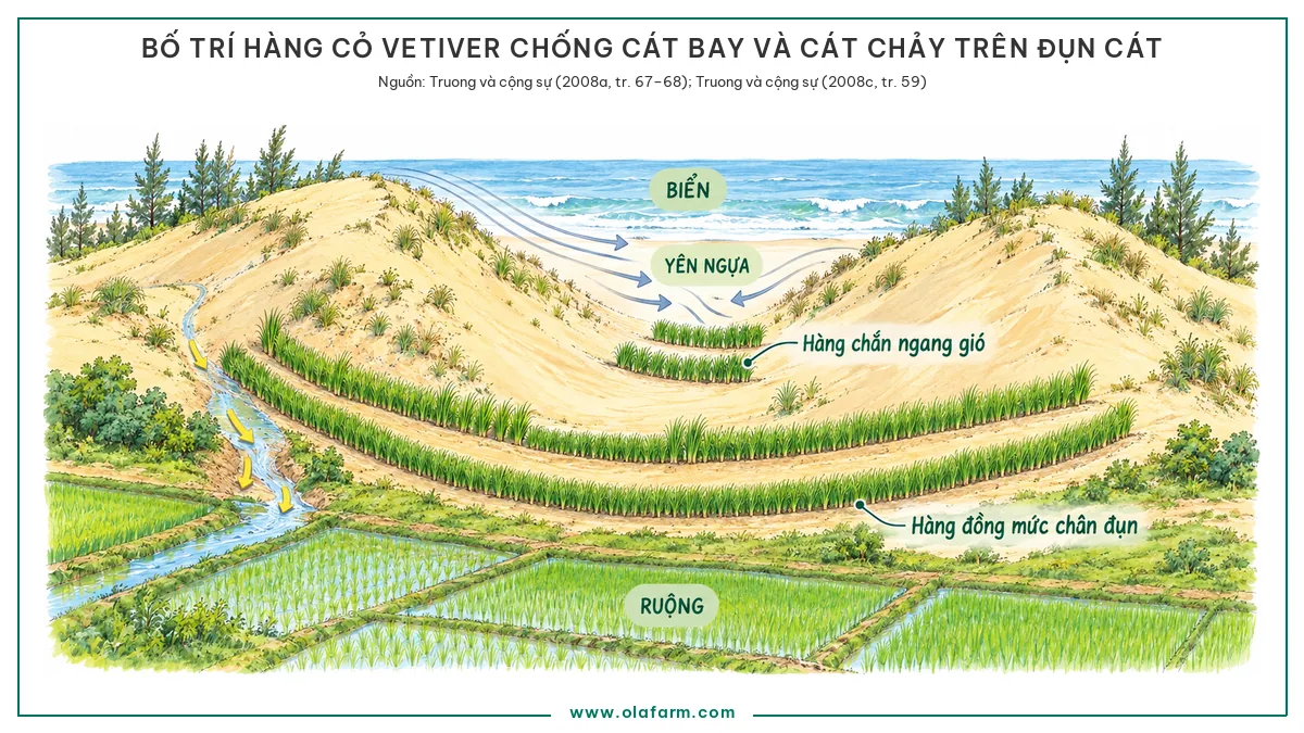 Hình nhìn chéo một dải đụn cát ven biển với hàng cỏ Vetiver trồng theo đường đồng mức ở chân đụn để chống cát chảy và hàng cỏ Vetiver trồng chắn ngang hướng gió ở yên ngựa giữa hai đụn để chống cát bay