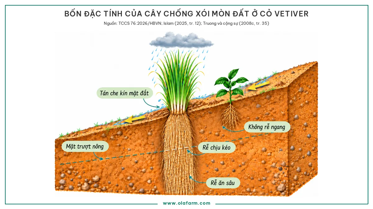 Cây chống xói mòn đất: bốn đặc tính cần đo và sáu loài phổ biến