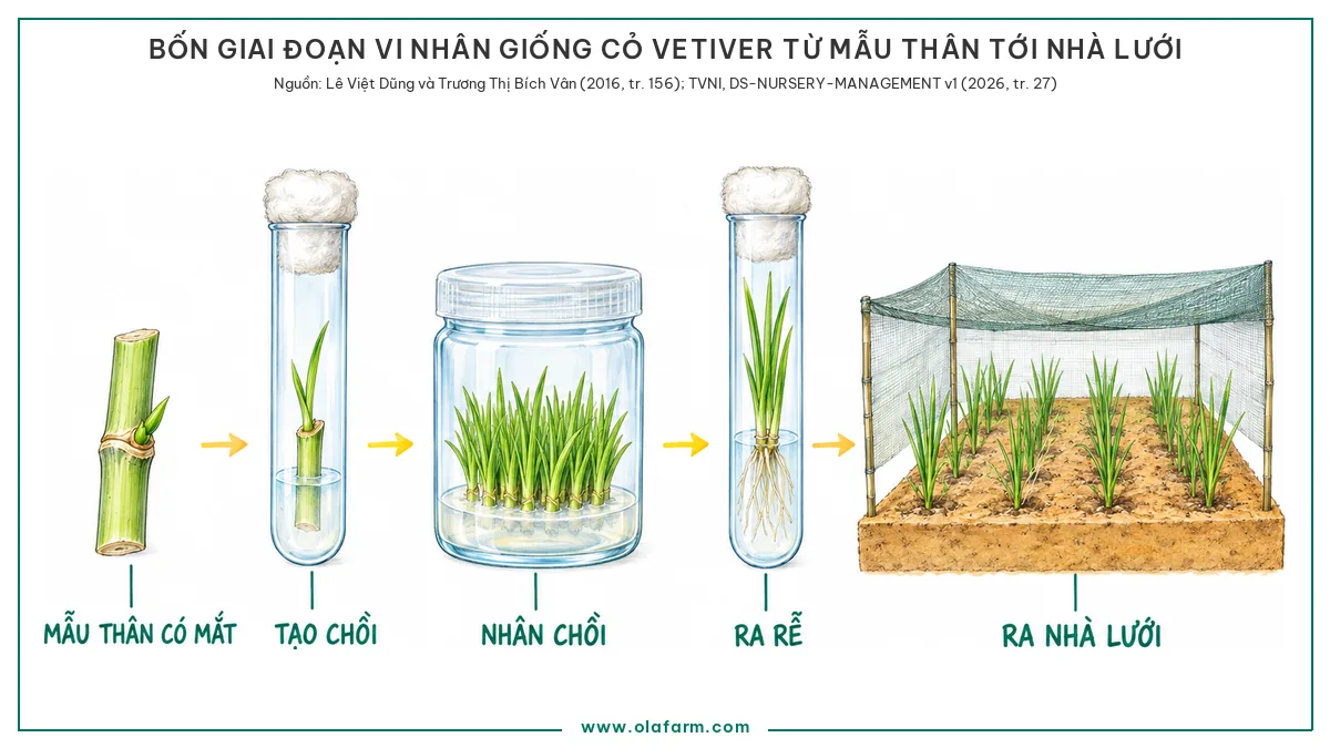 Vi nhân giống cỏ Vetiver: nuôi cấy mô làm được gì, và khi nào đáng dùng