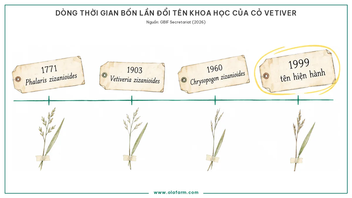 Tên khoa học của cỏ Vetiver: Chrysopogon zizanioides và lịch sử đổi tên