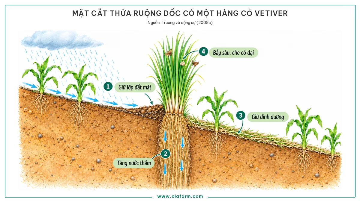 Mặt cắt thửa ruộng dốc có một hàng cỏ Vetiver, đánh số bốn việc cỏ Vetiver làm trong nông nghiệp: giữ lớp đất mặt phía trên hàng, tăng nước thấm dọc rễ, giữ dinh dưỡng bằng lớp phủ lá cắt, bẫy sâu và che cỏ dại