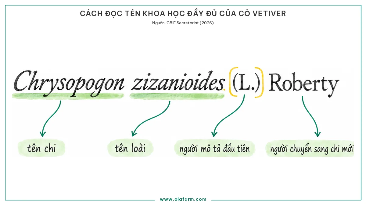 Sơ đồ mổ xẻ tên khoa học đầy đủ Chrysopogon zizanioides (L.) Roberty chú nghĩa từng phần gồm tên chi, tên loài, tác giả mô tả đầu tiên và tác giả chuyển chi