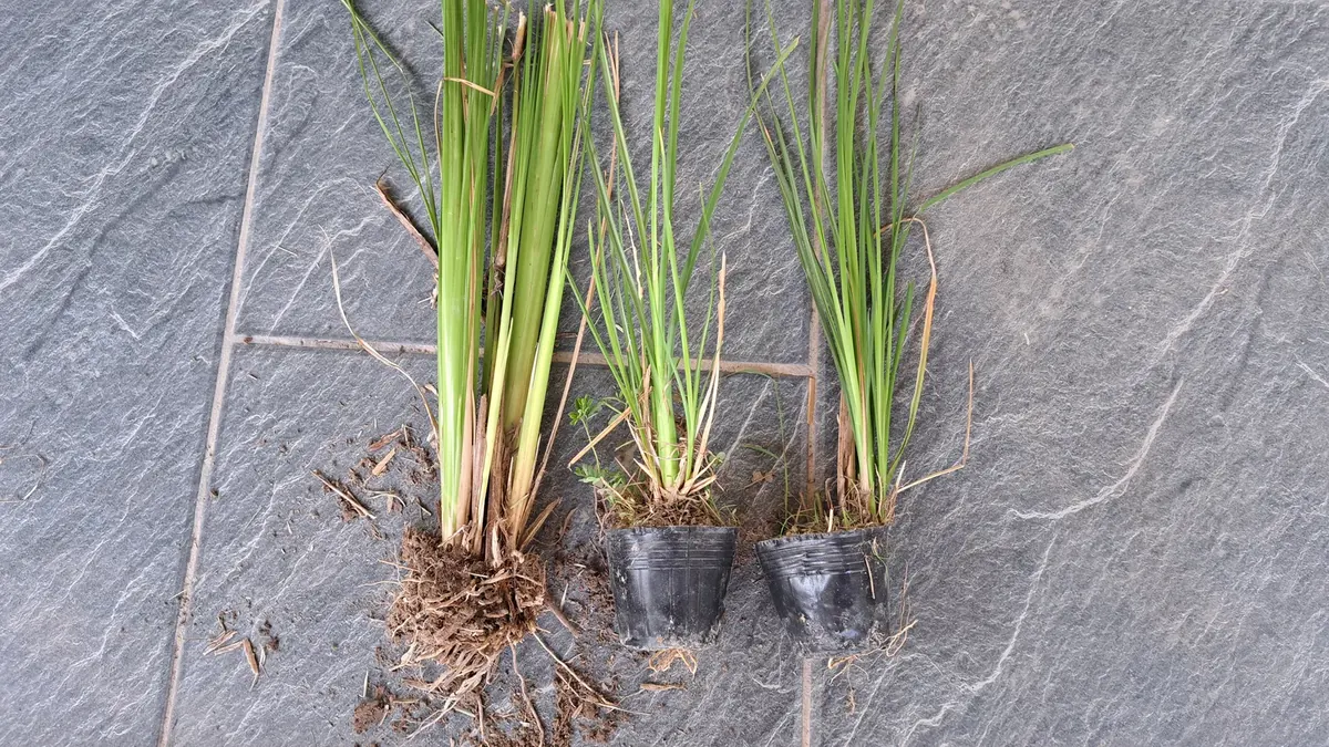 Ba cây giống cỏ Vetiver đặt cạnh nhau gồm một khóm rễ trần và hai cây trong bầu nhựa đen, chụp từ trên xuống