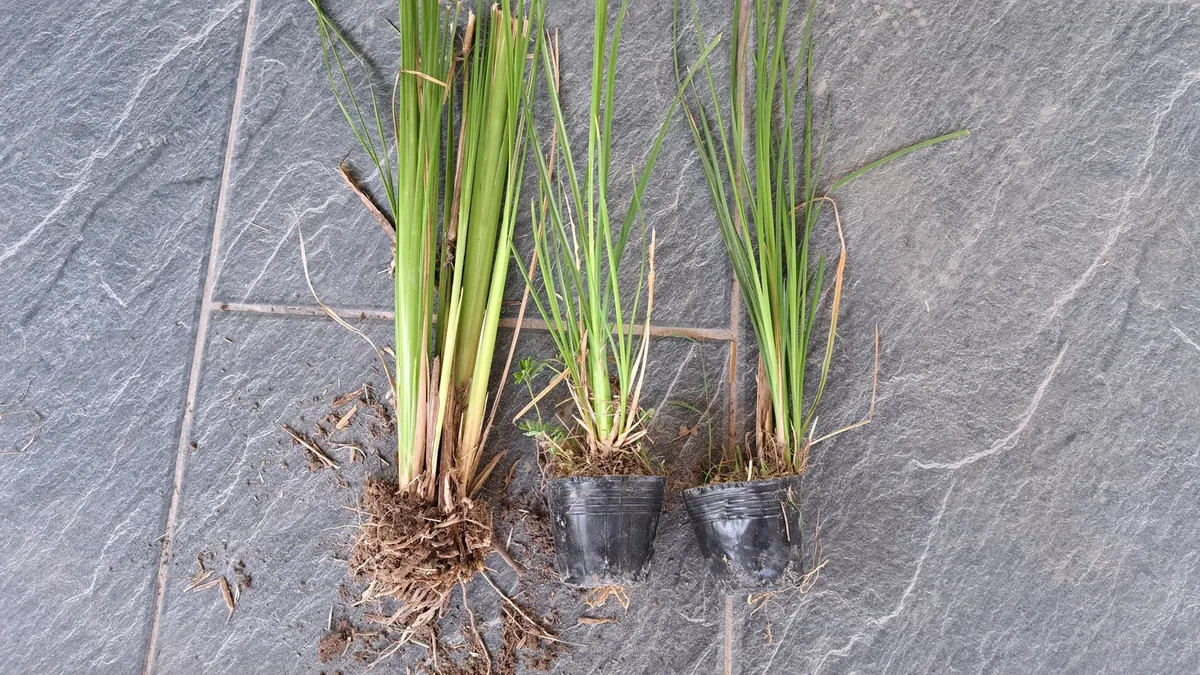 Ba cây giống cỏ Vetiver đặt cạnh nhau gồm một khóm rễ trần và hai cây bầu ươm, hai dạng giống dùng cho đất nhiễm phèn