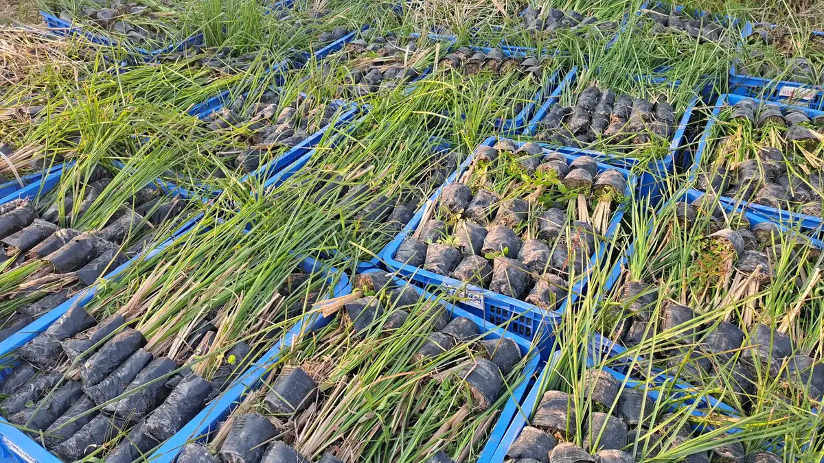 Nhiều khay nhựa xếp kín cây giống cỏ Vetiver trong bầu đen đặt nghiêng trên bãi cỏ, lá xanh phủ lên nhau, cây con đã qua giai đoạn ươm và sẵn sàng giao