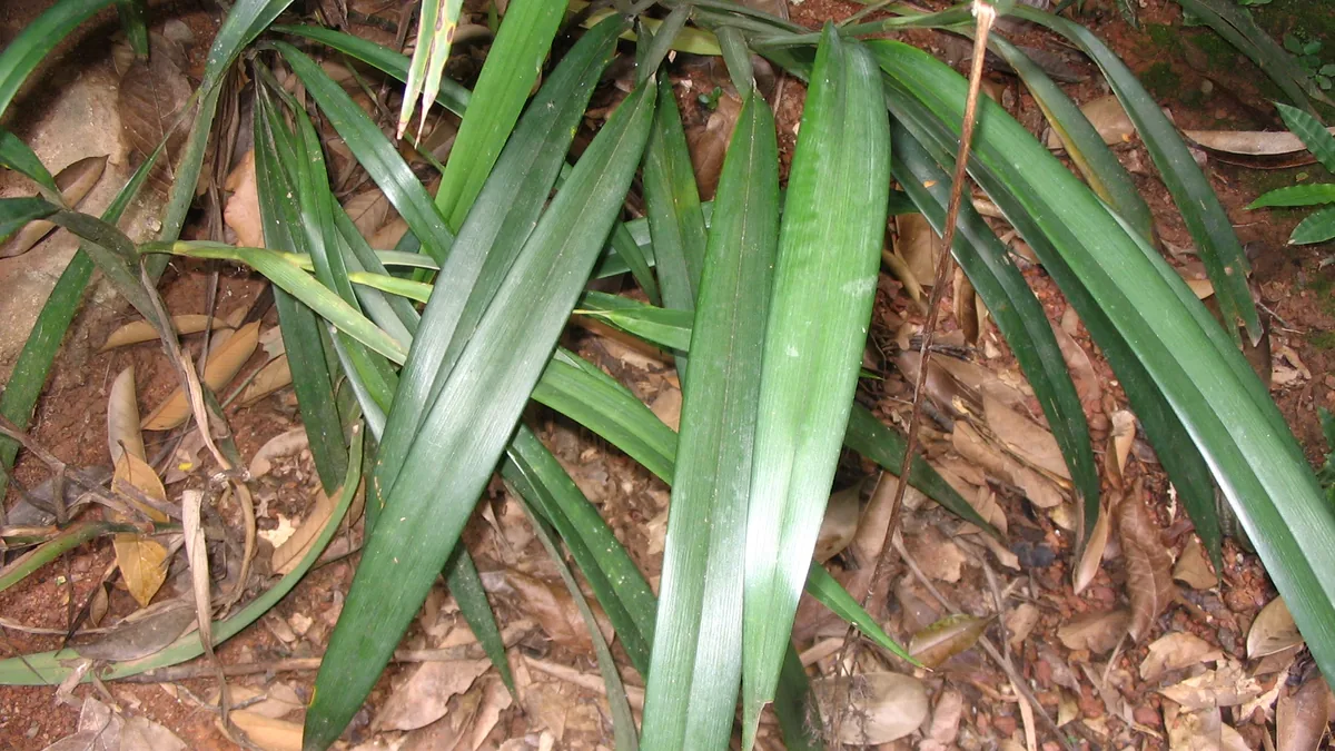 Lá cây hương bài lá rẻ quạt Dianella ensifolia bản rộng dẹt màu xanh đậm, xếp hai bên thân và nằm loã xoã sát mặt đất rừng
