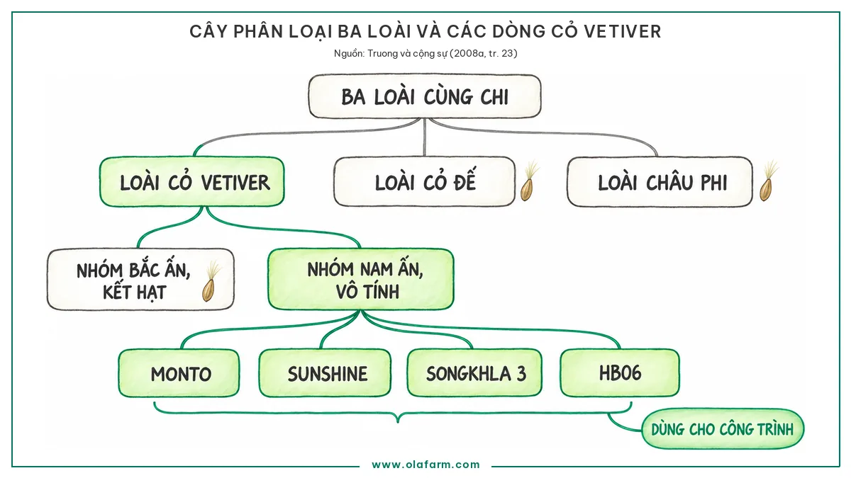 Phân biệt các giống cỏ Vetiver: ba loài, hai dòng và cách nhận biết khi mua