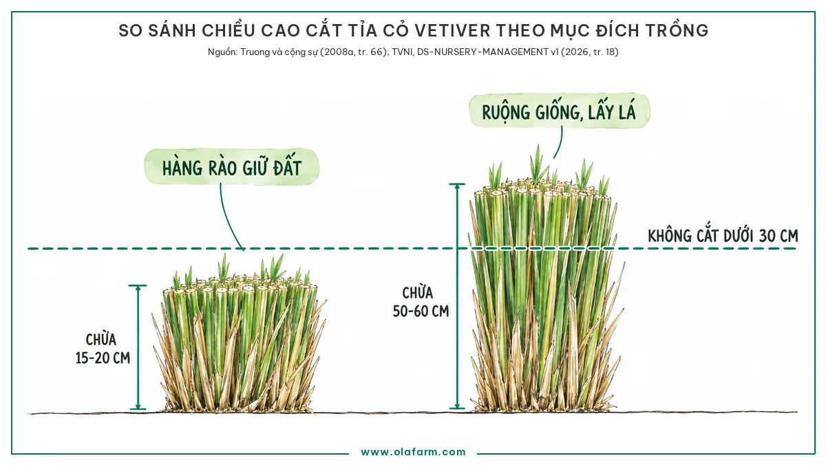Hình vẽ so sánh hai chiều cao cắt tỉa cỏ Vetiver đặt cạnh nhau: bụi hàng rào giữ đất cắt chừa 15 đến 20 cm để thúc chồi sát gốc, bụi ruộng lấy giống cắt chừa 50 đến 60 cm để bụi giữ sức, cả hai đều không cắt dưới 30 cm