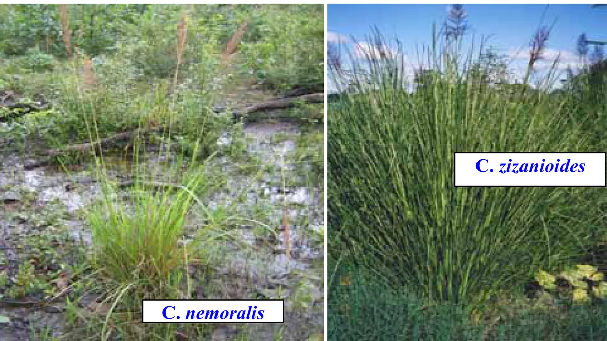 Hai khóm cỏ chụp cạnh nhau, Cỏ Đế Chrysopogon nemoralis bên trái mọc thưa và mảnh, cỏ Vetiver Chrysopogon zizanioides bên phải mọc dày cao và thân cứng