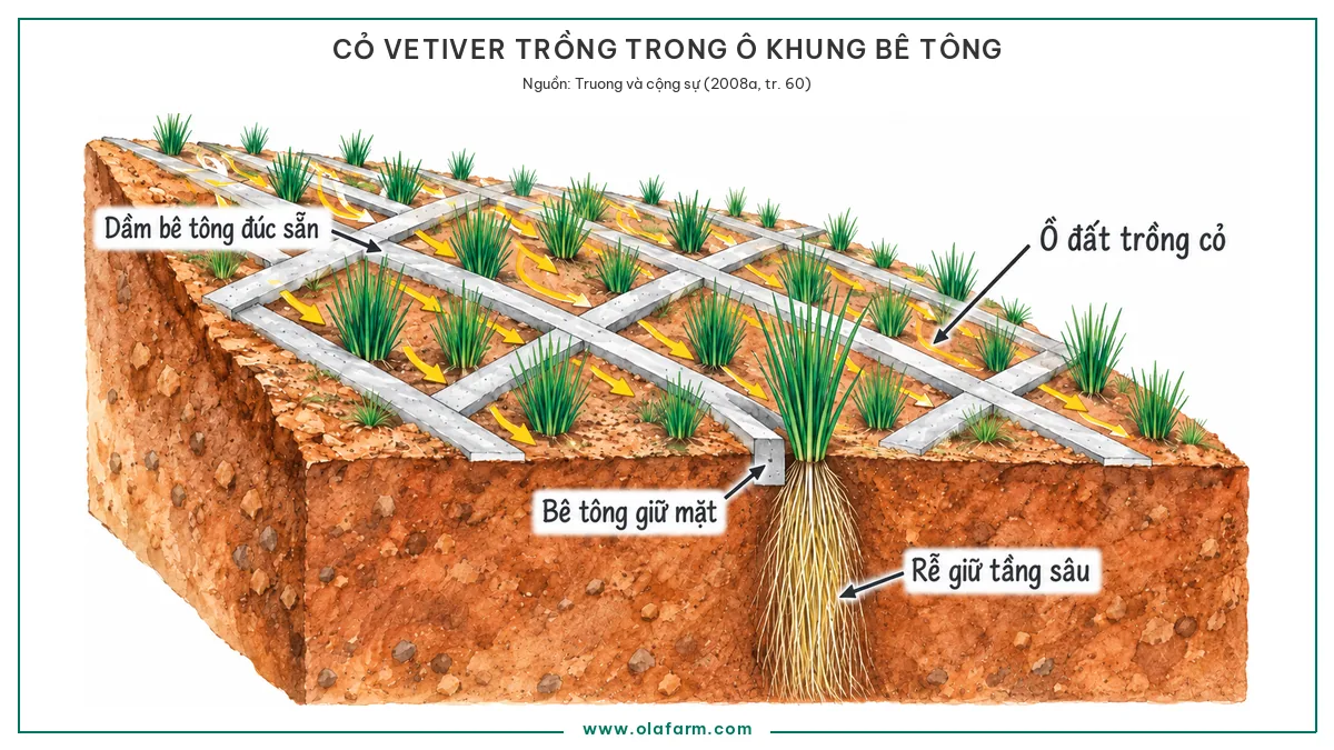 Khối mái taluy cắt chéo cho thấy các dầm bê tông đúc sẵn đan thành ô trên mặt mái và cỏ Vetiver trồng thành hàng trong lòng từng ô, mặt cắt phía trước cho thấy dầm chỉ nằm ở lớp mặt còn màn rễ ăn sâu hơn nhiều