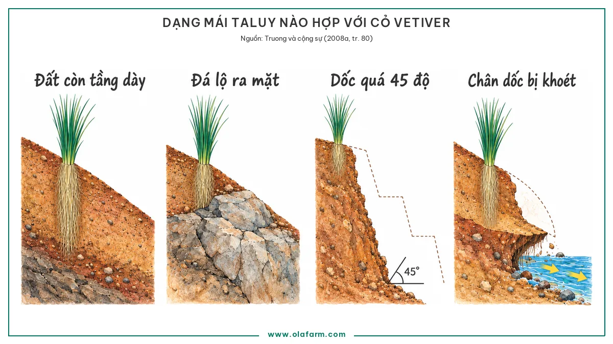 Bốn mặt cắt mái taluy đặt cạnh nhau cho thấy dạng nào hợp với cỏ Vetiver, gồm mái còn tầng đất dày trồng thẳng được, mái có đá lộ ra mặt, mái dốc quá 45 độ phải giật cấp, và mái đang bị khoét chân