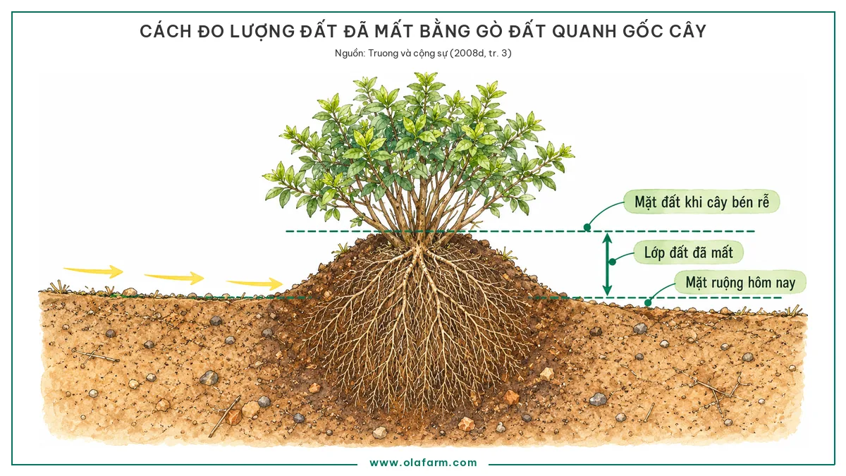 Mặt cắt cho thấy cách đo lượng đất đã mất do xói mòn đất, gò đất giữ lại dưới gốc bụi cây lâu năm cao hơn mặt ruộng hiện tại, khoảng chênh chính là lớp đất đã đi mất