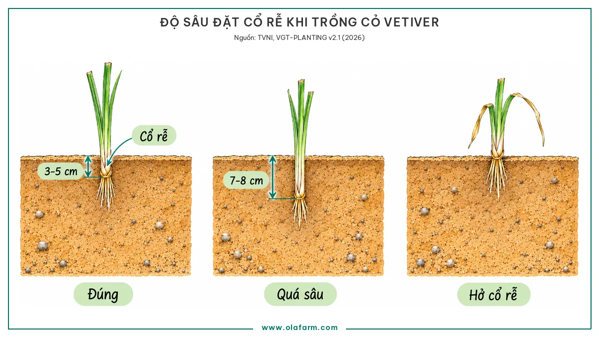 Hình vẽ mặt cắt đất so sánh ba độ sâu đặt cổ rễ cỏ Vetiver, đúng ở 3 đến 5 cm, quá sâu ở 7 đến 8 cm và hở cổ rễ trên mặt đất