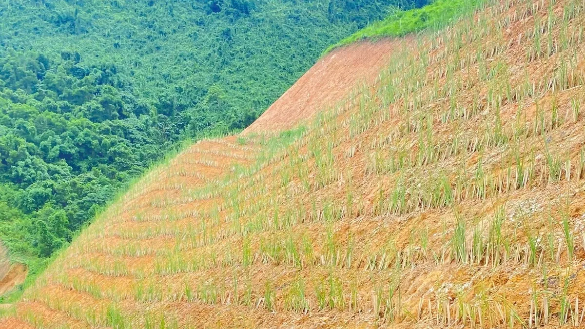 Hệ thống cỏ Vetiver là gì? Nguyên lý hoạt động và ứng dụng