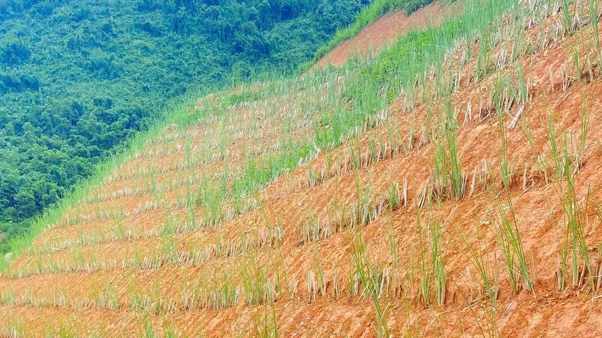 Mái taluy đất đỏ trồng cỏ Vetiver thành nhiều hàng ngang, phần sườn phía trên cỏ đã lên xanh phủ kín