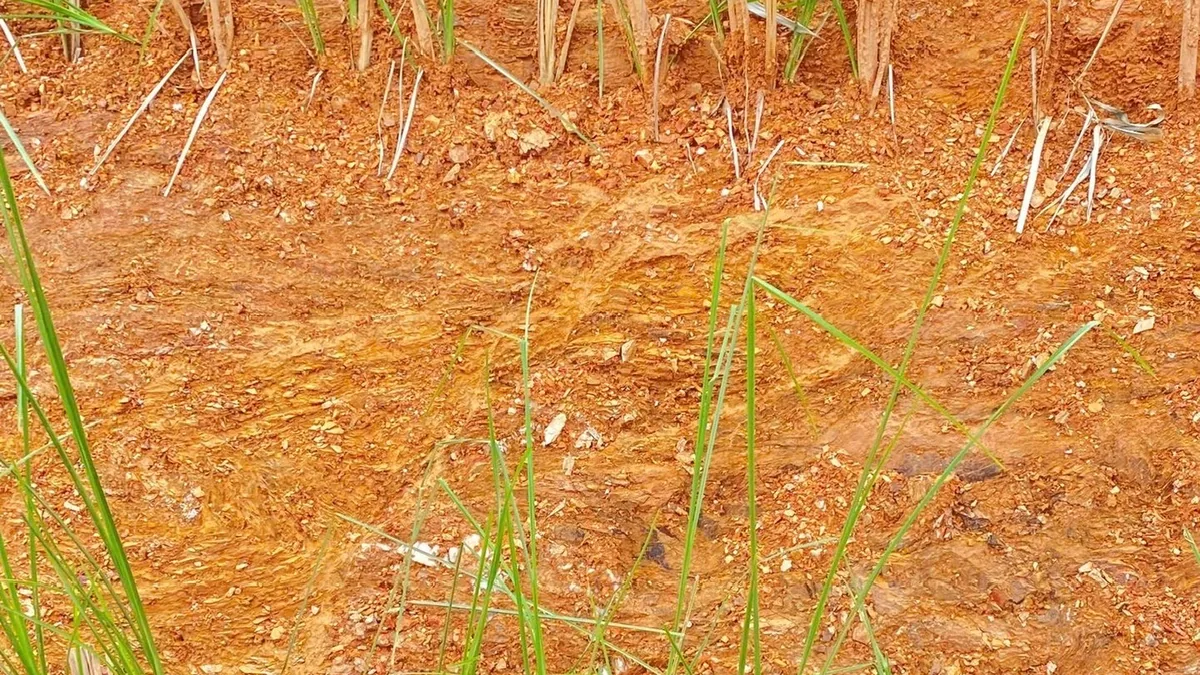 Cận cảnh các khóm tép cỏ Vetiver mới trồng đang đâm lá xanh trên nền đất đỏ lẫn sỏi đá của mái taluy, giữa các khóm còn khoảng hở