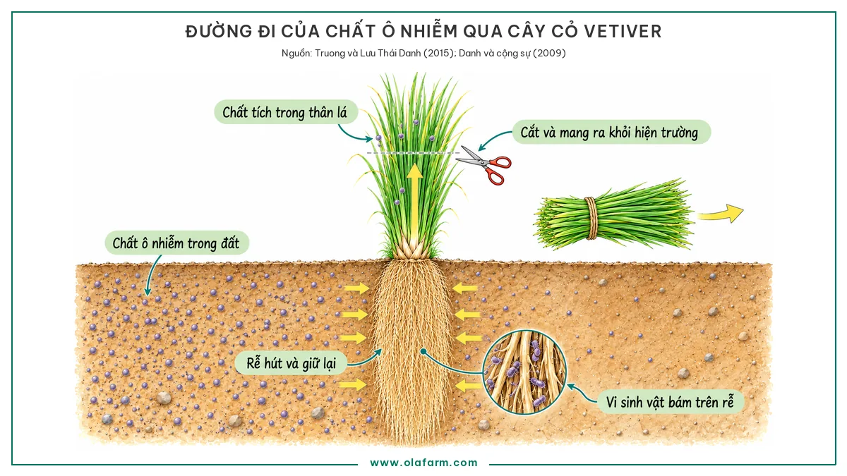 Hình vẽ mặt cắt cho thấy đường đi của chất ô nhiễm qua cây cỏ Vetiver, từ đất vào rễ lên thân lá rồi ra khỏi hiện trường khi cắt