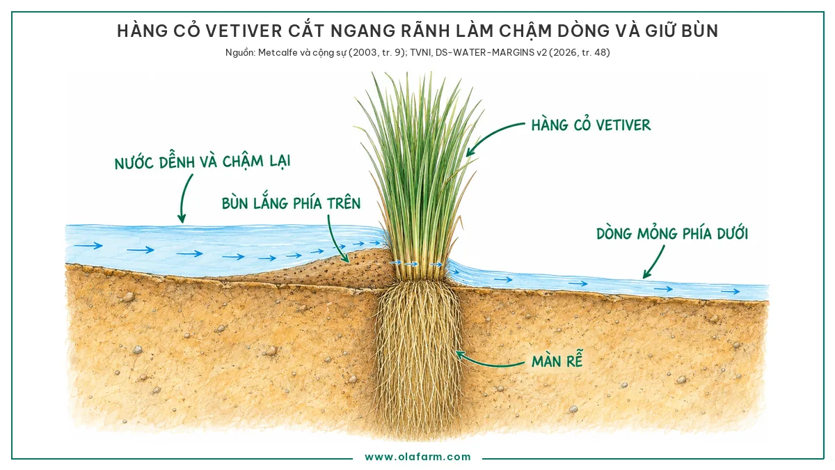 Mặt cắt dọc một đoạn rãnh đất với một hàng cỏ Vetiver cắt ngang lòng rãnh, nước phía trên hàng dềnh lên và chảy chậm, lớp bùn lắng thành bậc thoải sát chân hàng phía thượng lưu, nước qua chân bụi chảy tiếp về hạ lưu với dòng mỏng hơn, màn rễ thẳng xuống dưới hàng