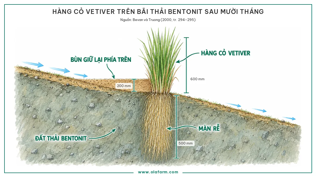 Mặt cắt qua một hàng cỏ Vetiver trên bãi thải bentonit sau mười tháng, lớp bùn dày 200 mm giữ lại phía trên hàng thành bậc phẳng, cây cao 600 mm, màn rễ ăn sâu 500 mm vào đất thải xám xanh