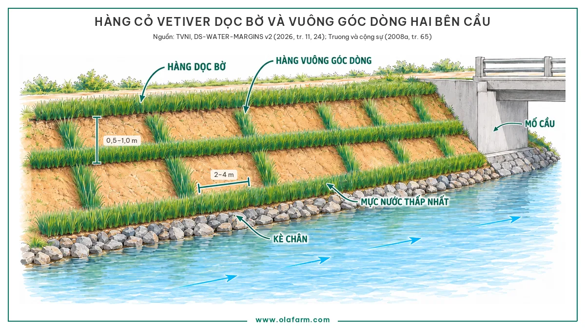 Bờ sông phía thượng lưu một mố cầu nhìn xiên, ba hàng cỏ Vetiver chạy dọc bờ ở mép trên, giữa mái và ngang mực nước thấp nhất sát trên kè chân, các hàng ngắn vuông góc dòng chảy nối các hàng dọc cách đều nhau, kèm số đo chênh cao giữa hai hàng dọc liền nhau 0,5 đến 1,0 m và khoảng cách hàng vuông góc 2 đến 4 m