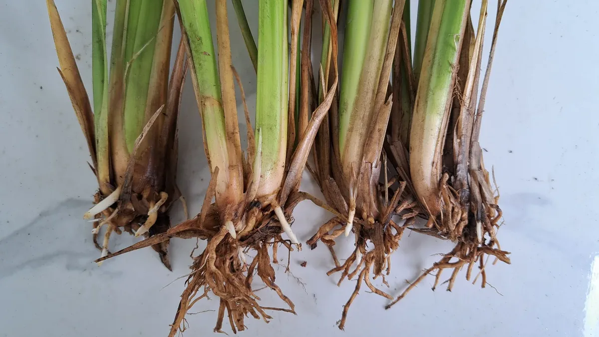 Cận cảnh bốn hom giống cỏ Vetiver cho thấy phần thân và bộ rễ dùng để gia cố mái taluy