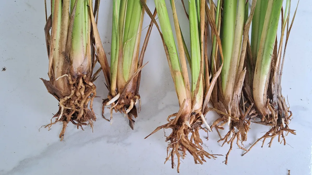 Nhiều tép cỏ Vetiver rễ trần còn nguyên chùm rễ bày trên nền đá trắng, thấy rõ phần cổ rễ và bộ rễ nâu của từng tép