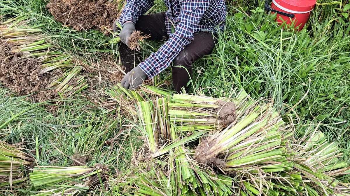 Người ngồi giữa bãi cỏ tách một khóm cỏ Vetiver thành từng tép giống, cạnh nhiều bó tép còn dính bùn, công đoạn tách bụi mà OlaFarm dùng thay cho nhân giống cỏ Vetiver bằng hom thân