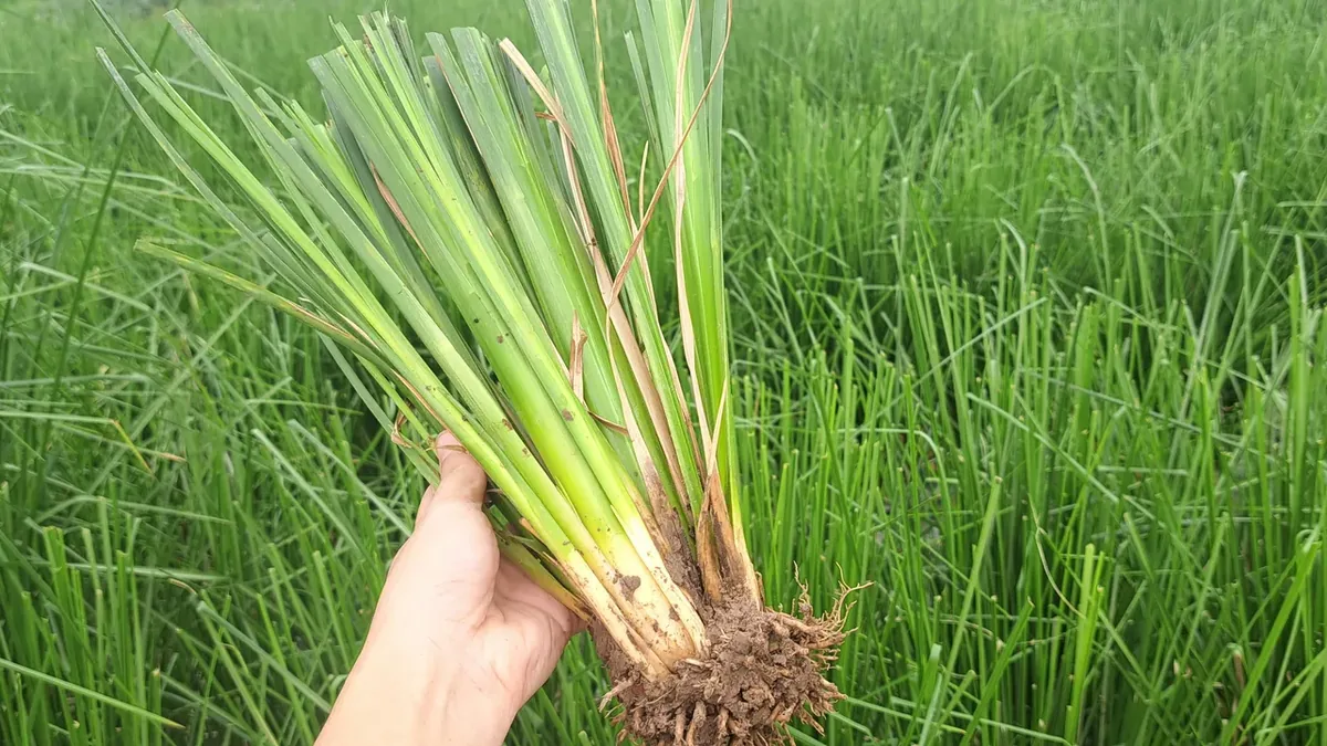 Bàn tay cầm một cụm cỏ Vetiver giống HB06 xanh còn bầu rễ dính bùn giữa ruộng giống OlaFarm, nhìn cận cảnh