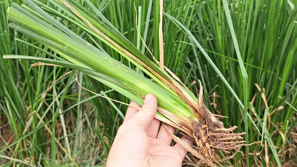 Bàn tay cầm nhóm tép giống cỏ Vetiver Songkhla 3 thân xanh, rễ nâu vừa tách giữa ruộng giống OlaFarm