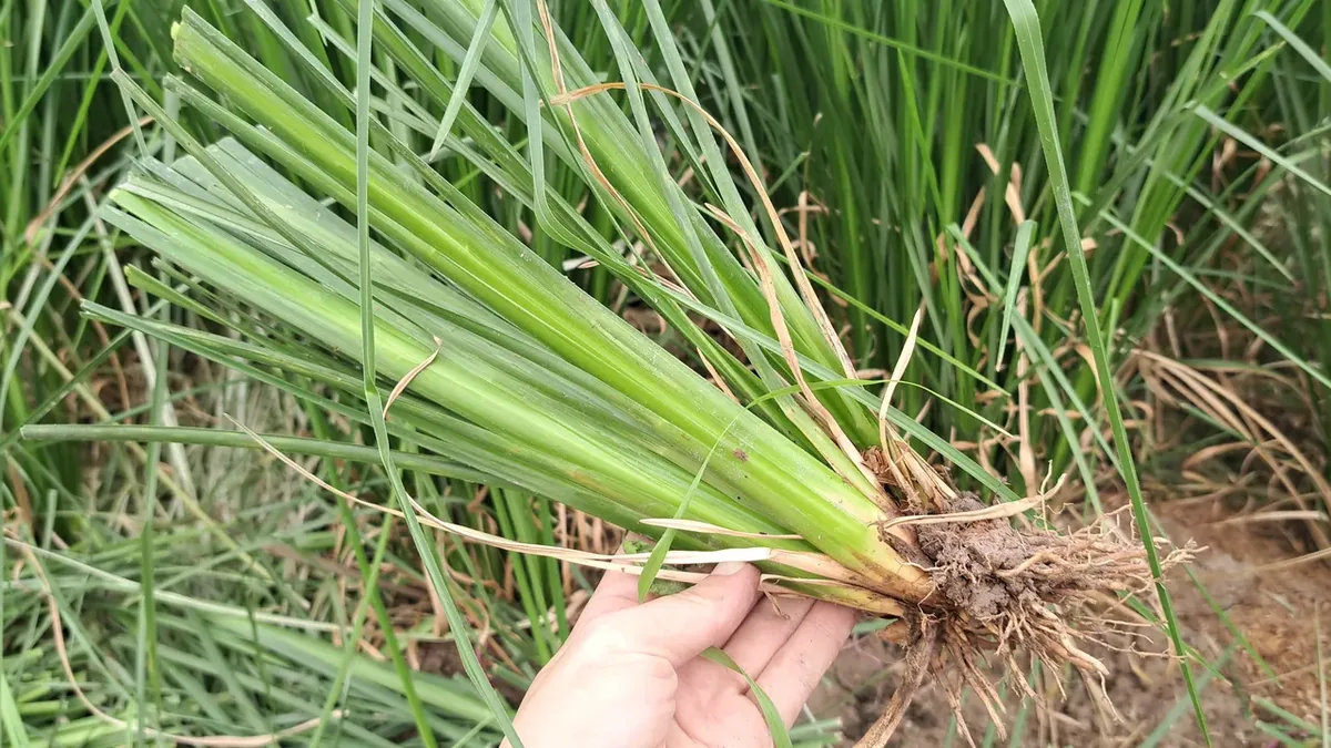 Bó hom giống cỏ Vetiver vừa tách khỏi khóm mẹ, thân đã cắt gọn và gốc còn nguyên bầu rễ