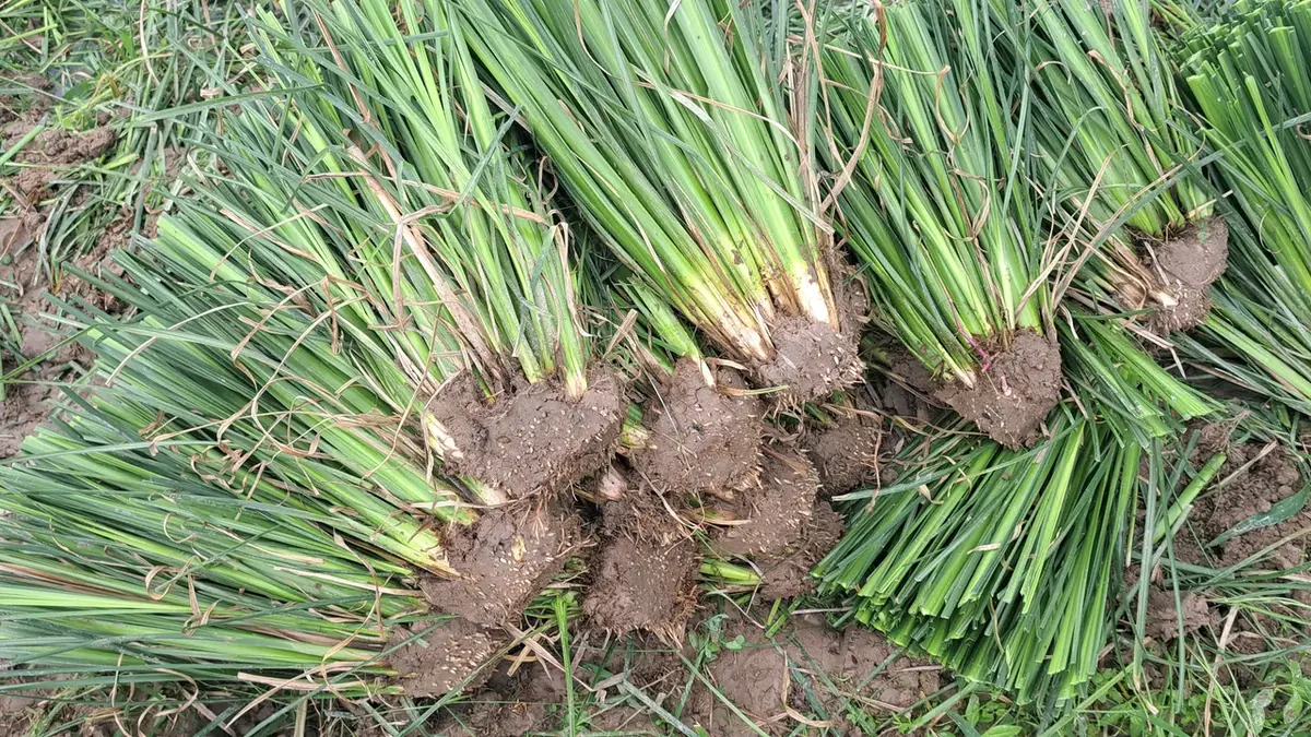 Nhiều bó tép giống cỏ Vetiver còn bầu rễ dính bùn xếp chồng ngoài ruộng cạnh bao xanh, nhìn từ trên xuống, khó phân biệt các giống cỏ Vetiver bằng mắt