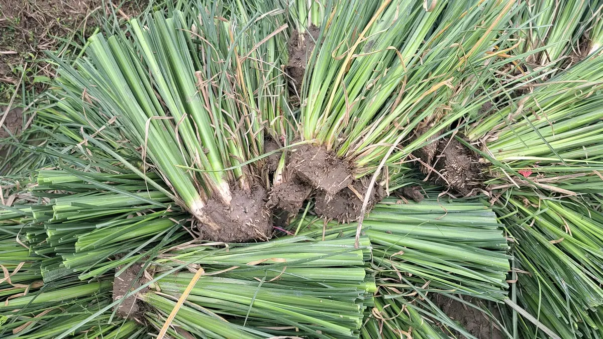 Các bó cụm giống cỏ Vetiver bầu rễ bọc bùn xếp trên nền cỏ, nhìn từ trên xuống