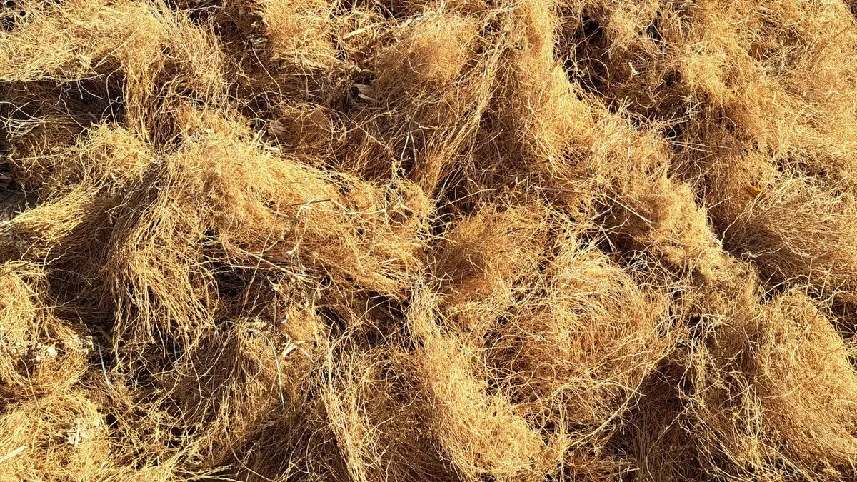 Đống sợi rễ cỏ vetiver khô màu vàng nâu, nguyên liệu để chưng cất tinh dầu vetiver